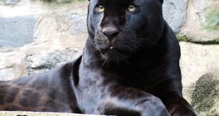 Leopardo de Amur Preto Adulto