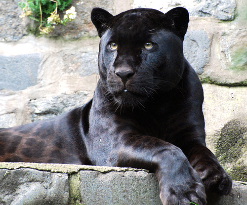 Leopardo de Amur Preto