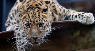 Leopardo de Amur em Cativeiro