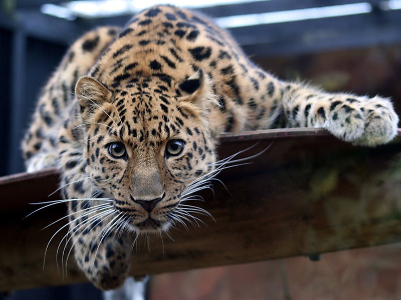 Habitat do Leopardo de Amur