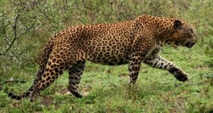 Leopardo do Atlas