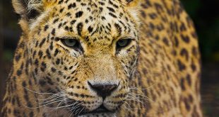 Leopardo-do-Norte-da-China