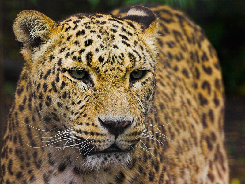 Leopardo-do-Norte-da-China: Características