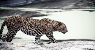 Leopardo do Sri Lanka