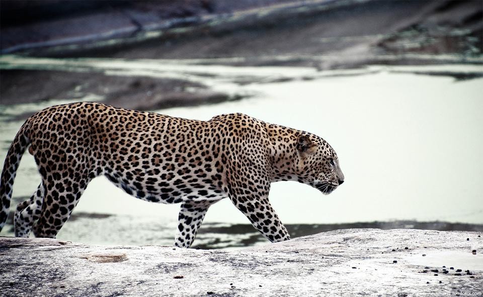 Leopardo do Ceilão Características