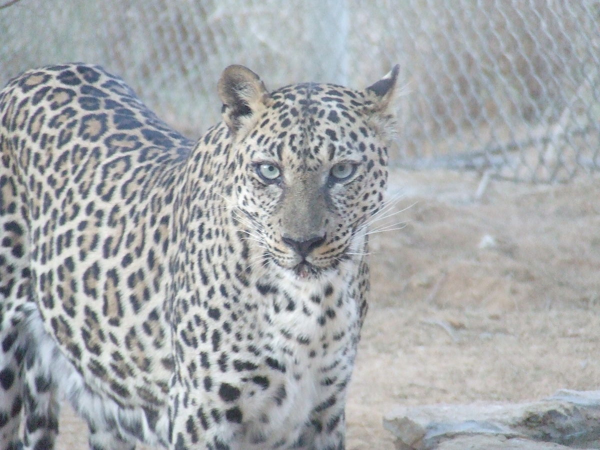 Leopardo-Árabe: Características