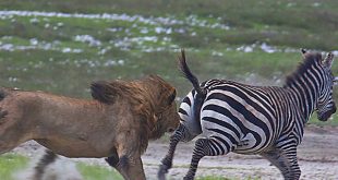 Leão Caçando uma Zebra