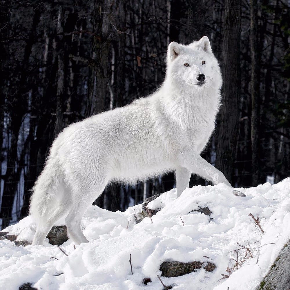 Lobo Branco Reprodução e Filhotes