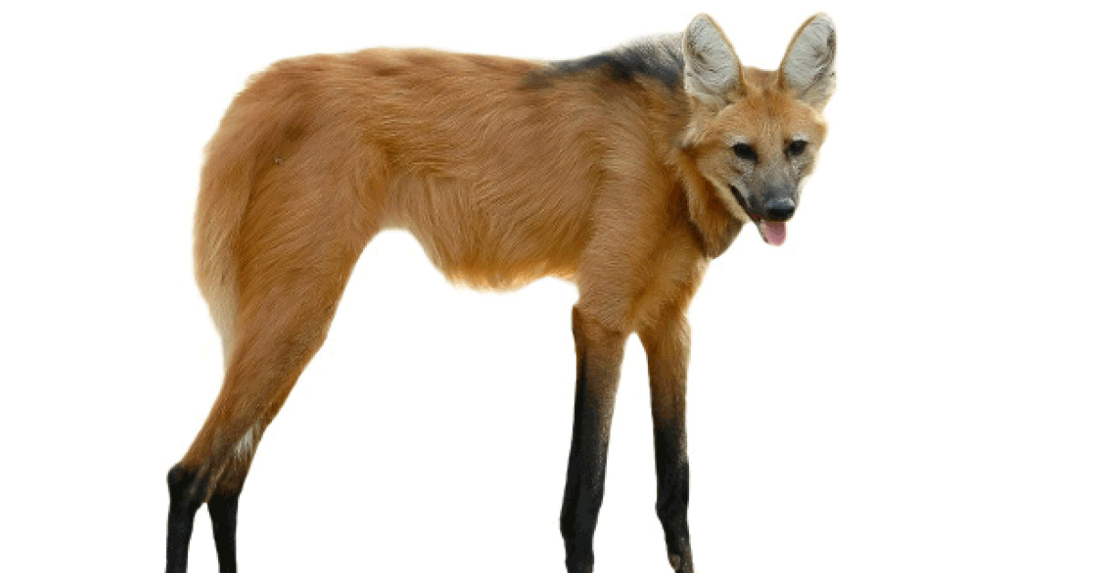 Nome Popular do Lobo Guará e Nome Científico