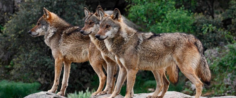 Lobo Ibérico: Tamanho, Peso e Nome Científico