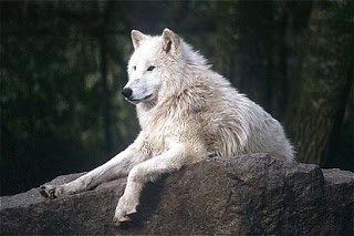 Lobo da Tundra: Características