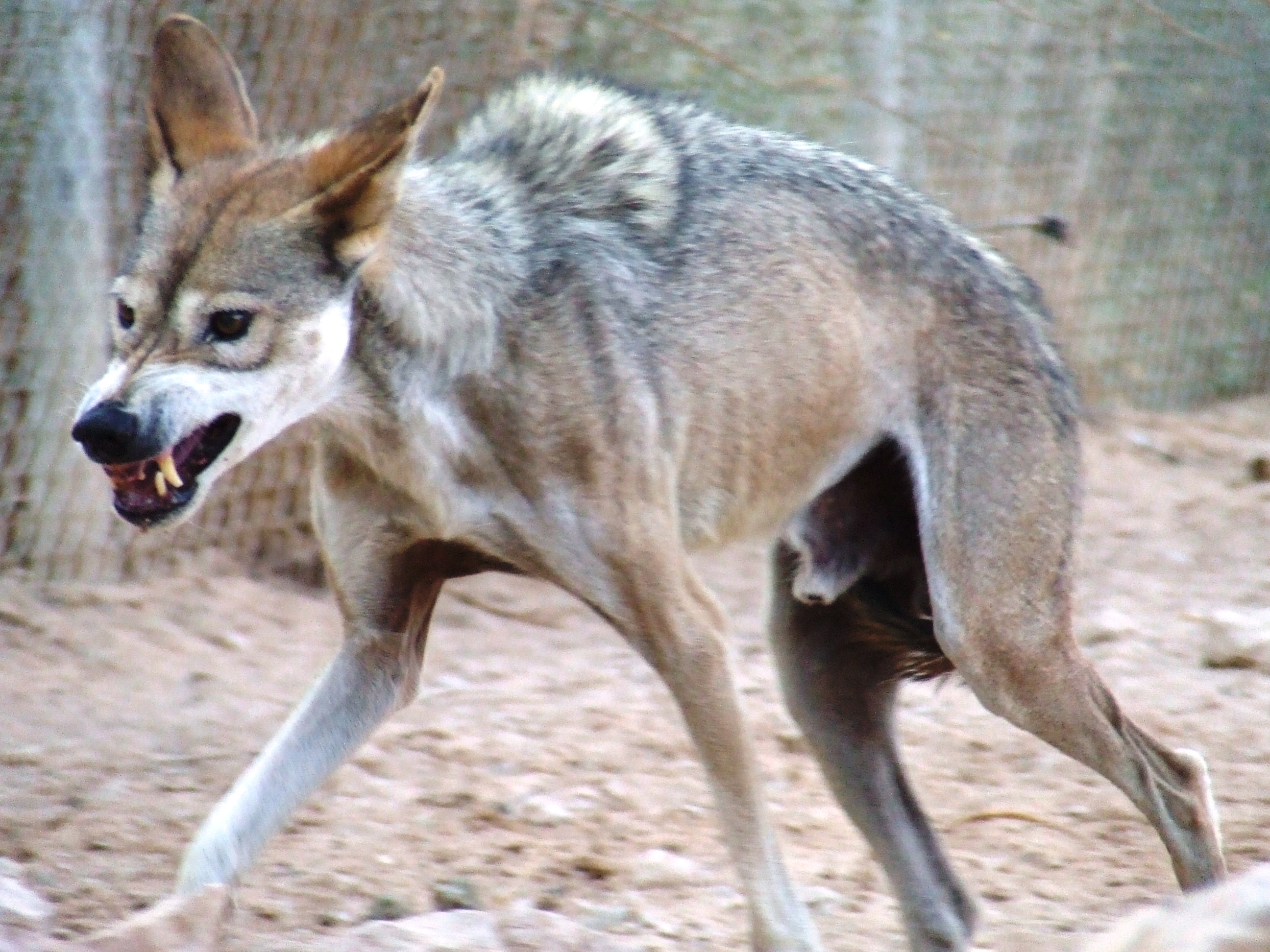 Lobo Árabe Características