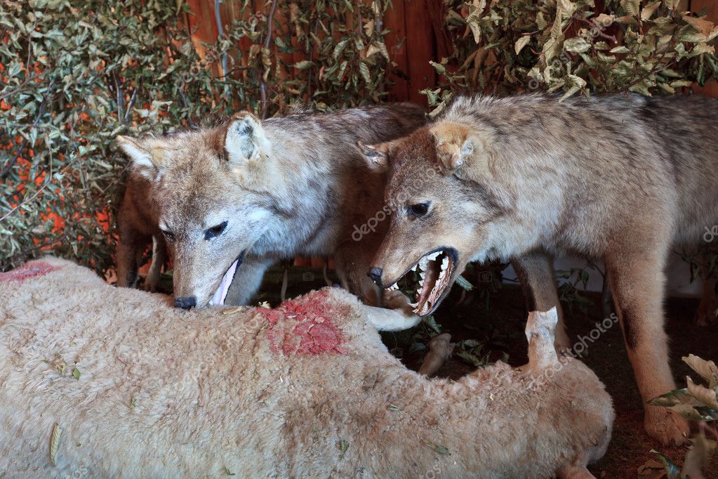 Alimentação dos Lobos: o que os Lobos Comem?