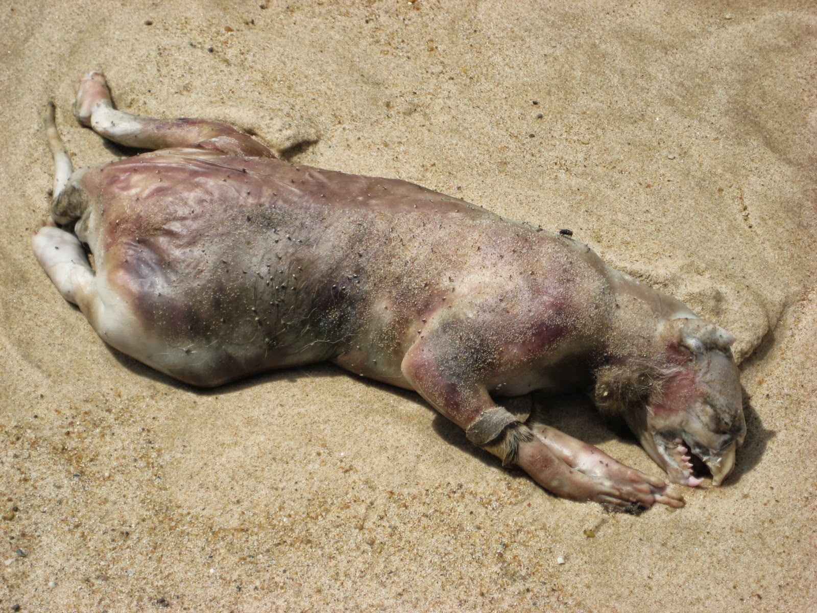 Animais Estranhos Encontrados Após Tsunamis