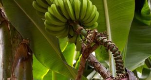 Musa Acuminata