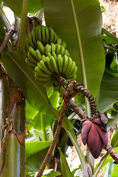 Características da Musa Acuminata