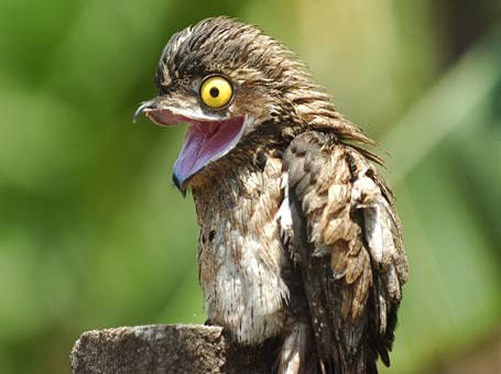 Bichos Estranhos da Amazônia