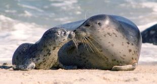 Mãe e Filhote de Foca Comum na Beira da Praia