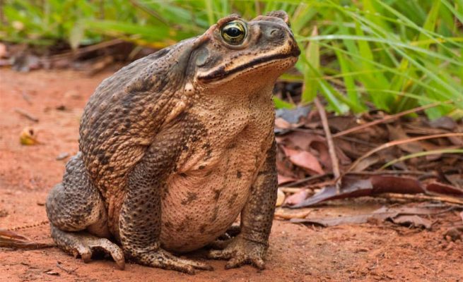 Sapo Boi: Peso, Tamanho e Nome Científico