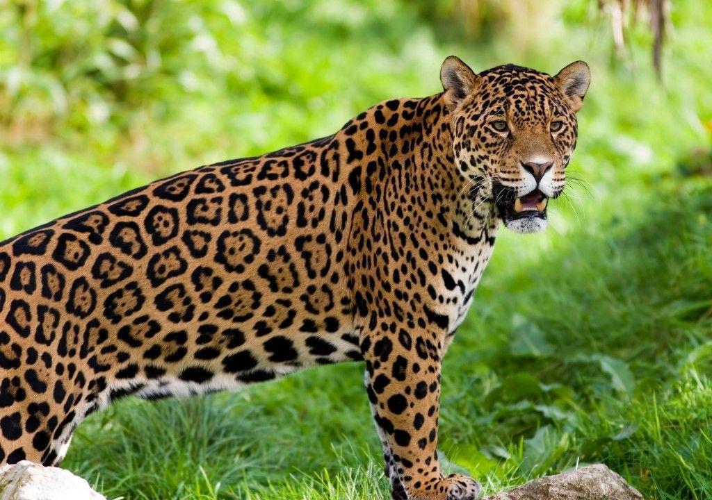 Animais em Extinção em Goiás