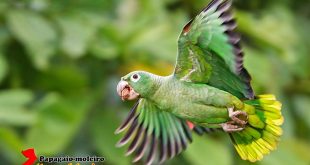 Papagaio Moleiro Voando em Seu Habitat