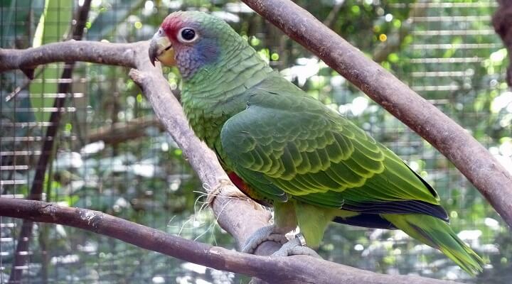 Características do Papagaio de Cara Roxa