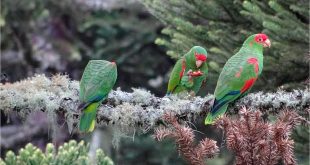 Papagaios na Floresta