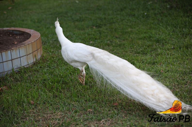 Curiosidades Sobre o Pavão Branco