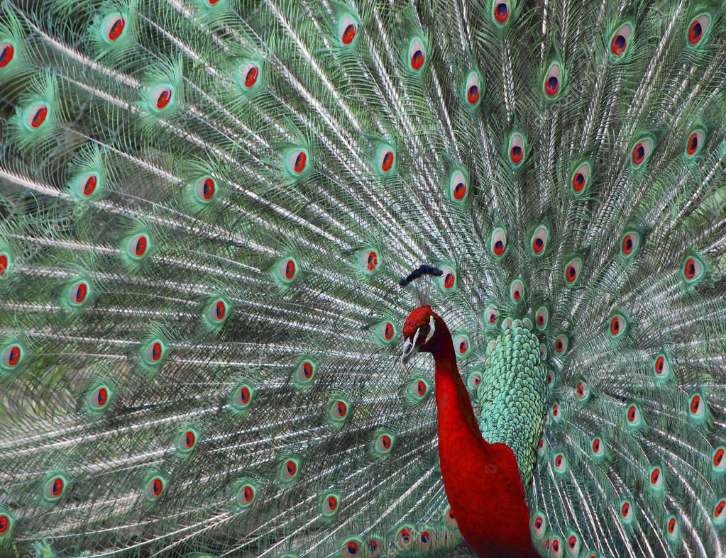 Pavão Vermelho Existe?