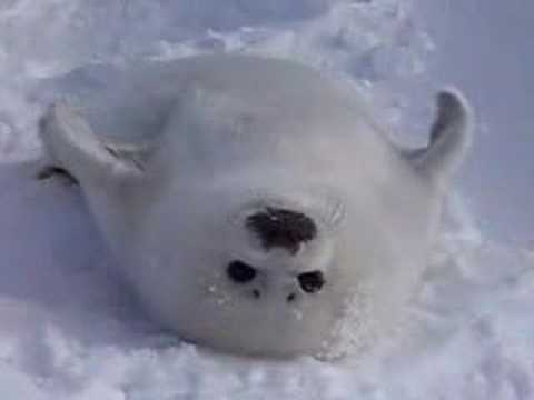 Características da Foca da Groenlândia