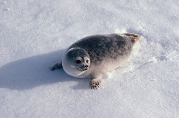 Foca Anelada Características