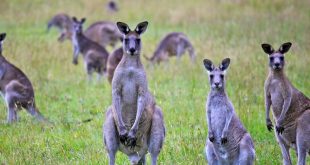 População de Cangurus na Austrália