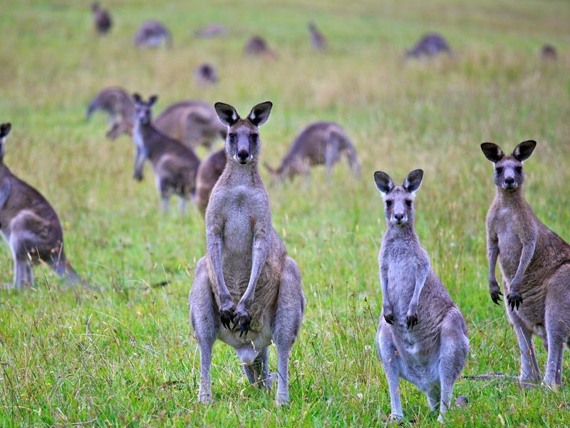 Por que o Canguru é o Símbolo da Austrália?