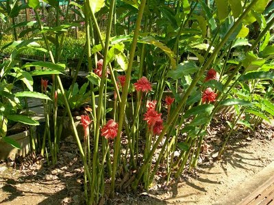 Helicônia Obscura