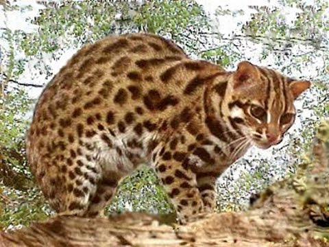 Gato Leopardo Indiano