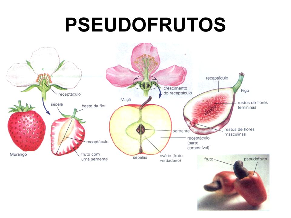 Exemplos de Frutos e Pseudofrutos