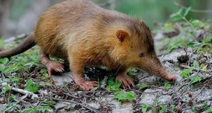 Solenodon cubanus