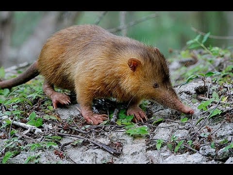 Animais Extintos Redescobertos