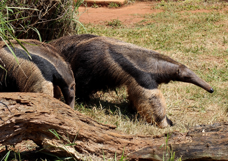 Animal Em Extinção No Pantanal Existe?