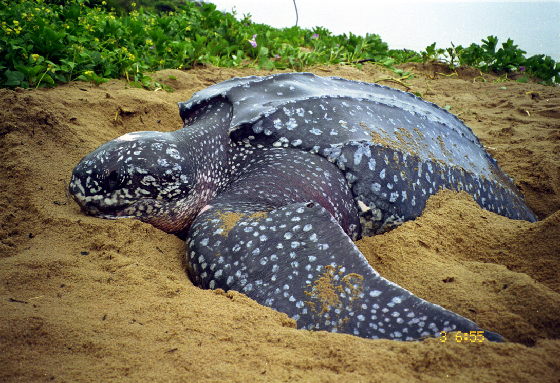 Espécies Marinhas Em Extinção No Brasil