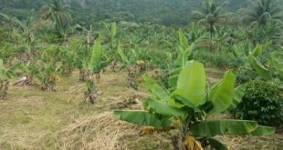 Terreno de Plantação de Banana