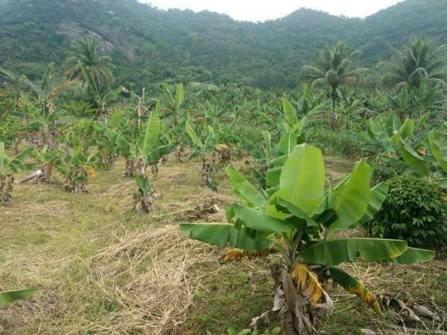 Desinfecção de Mudas de Banana