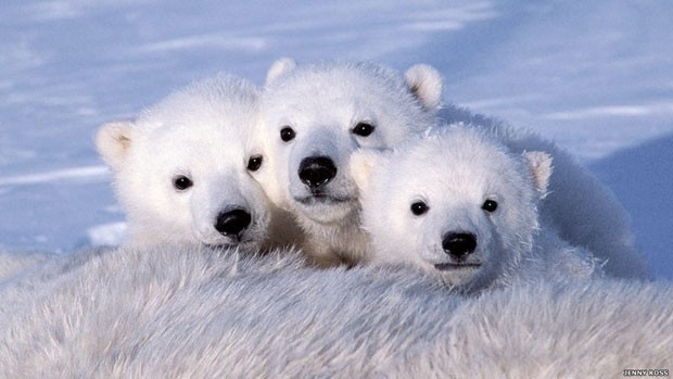 Foca Harpa e Urso Polar