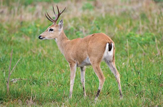 Características dos Animais do Cerrado