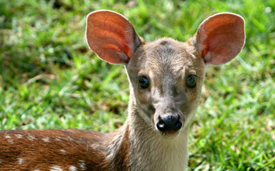 Animais da Caatinga e suas Características