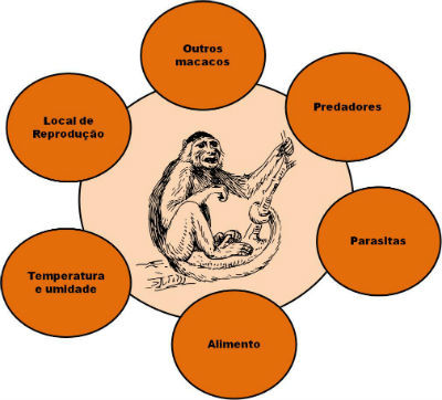 O Que é Nicho Ecológico Resumo