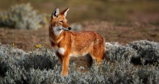 A Caça do Lobo-Vermelho