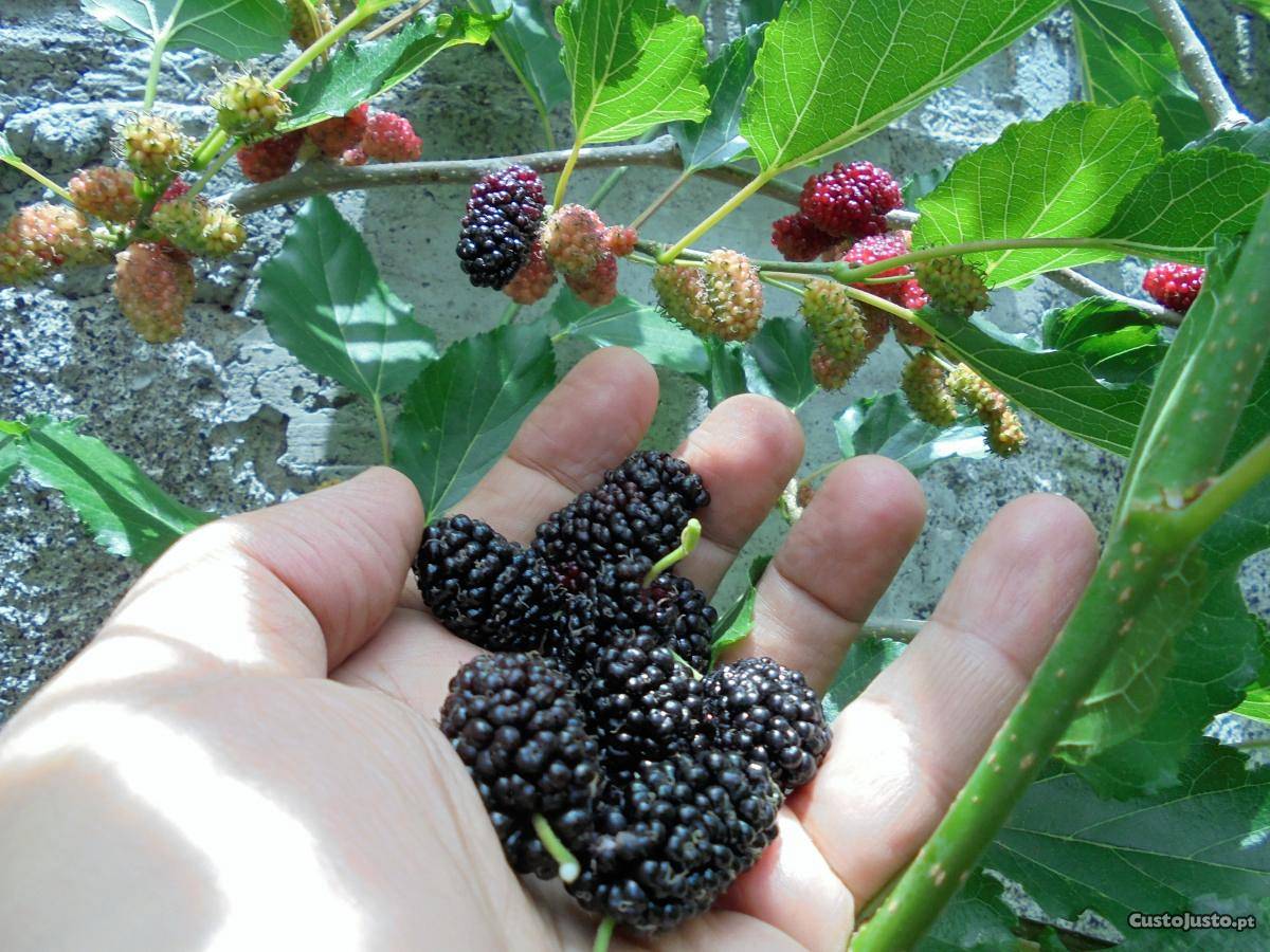 Nomes de Árvores Frutíferas com Fotos