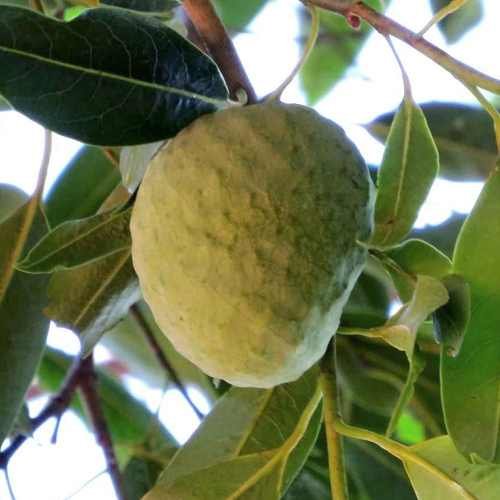 Plantas Frutíferas Para Brejo