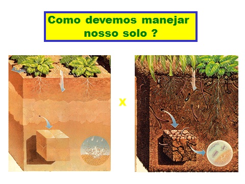 Propriedades Biológicas do Solo, os Micróbios e a Bioturbação do Solo